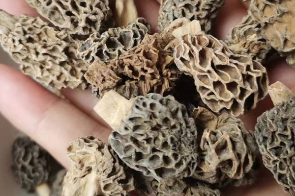 干羊肚菌泡過水可以放冰箱嗎，肌酐高能吃羊肚菌嗎