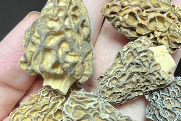 野生羊肚菌什么時(shí)候有 野生羊肚菌什么時(shí)候有