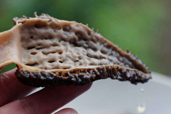 干羊肚菌要泡多久，羊肚菌有降糖作用嗎