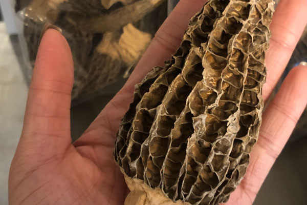 羊肚菌豌豆肉燜飯?jiān)趺醋龊贸? /></div>
<h2>
一、羊肚菌豌豆肉燜飯?jiān)趺醋龊贸?/h2>
<div>
食材準(zhǔn)備:干品羊肚菌、豌豆、肉、土豆、胡蘿卜、米、油、鹽、生抽</div>
<h3>
做法步驟:</h3>
<div>
1、干品羊肚菌洗干凈,用溫水浸泡30分鐘,撈出洗干凈,浸泡的水留干凈部分備用;豌豆、土豆、胡蘿卜洗干凈,土豆、胡蘿卜切??;豬肉洗干凈,切小條,放入適量鹽、生抽、淀粉攪拌均勻,放入適量油攪拌均勻,腌制5分鐘;</div>
<div>
</div>
<div>
2、炒鍋放入適量油,下入豬肉炒散,滑一下即可,裝盤;下入羊肚菌、豌豆、胡蘿卜、土豆翻炒一會(huì),加入適量鹽、生抽調(diào)味,下入豬肉翻炒均勻,倒入洗好米的電飯鍋內(nèi),加入適量清水和浸泡羊肚菌的水,按下煮飯鍵即可。<br />
<br />
<img alt= 羊肚菌豌豆肉燜飯?jiān)趺醋龊贸? src=