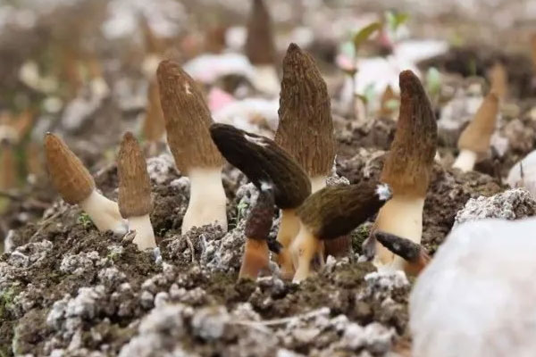 羊肚菌可以露天種植嗎，羊肚菌一塊地只能種一年嗎