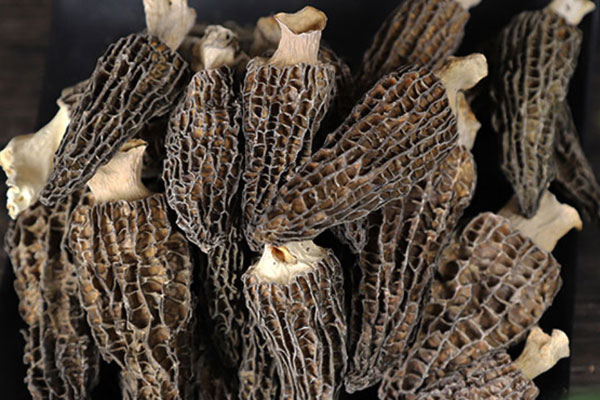 羊肚菌含有鐵元素嗎 羊肚菌含有鐵元素嗎