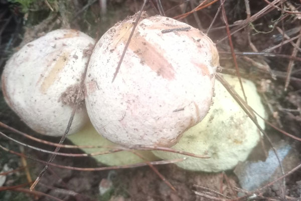 野生牛肝菌長在什么樹下 野生牛肝菌長在什么樹下