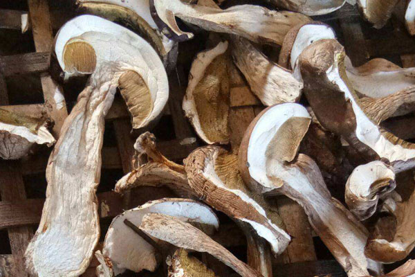 牛肝菌曬干會變黑嗎，美味牛肝菌長什么樣