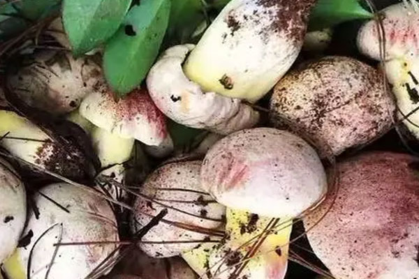 白蔥牛肝菌有沒有毒 白蔥牛肝菌有沒有毒