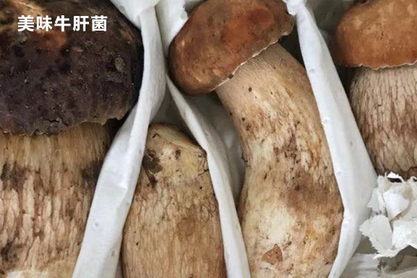 灰中帶紫色牛肝菌可以吃嗎，灰牛肝菌能吃嗎