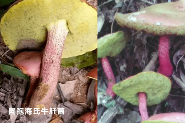 網(wǎng)孢海氏牛肝菌可以吃嗎，紫蓋粉孢牛肝菌能吃嗎