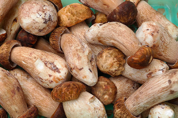 吃牛肝菌會(huì)失眠嗎，吃牛肝菌會(huì)不會(huì)胃疼