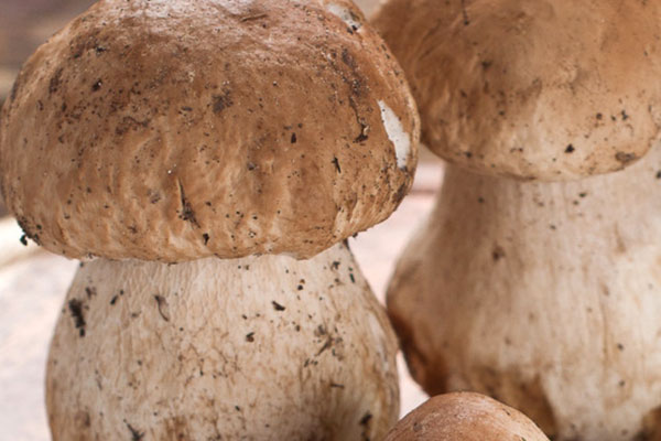 牛肝菌當(dāng)?shù)厮追Q叫什么，牛肝菌中間是空的嗎