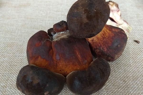 黑牛肝菌不熟會不會有毒 黑牛肝菌不熟會不會有毒