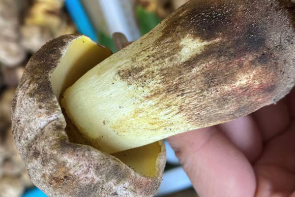 白蔥牛肝菌炒多久，白蔥牛肝菌炒糊了能吃嗎