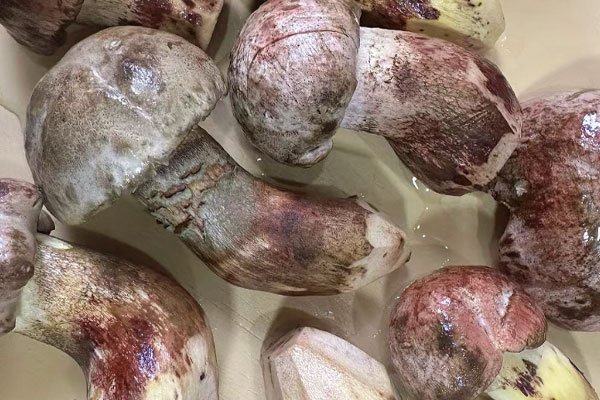 食欲不振可以吃牛肝菌嗎，牛肝菌可以促進消化嗎