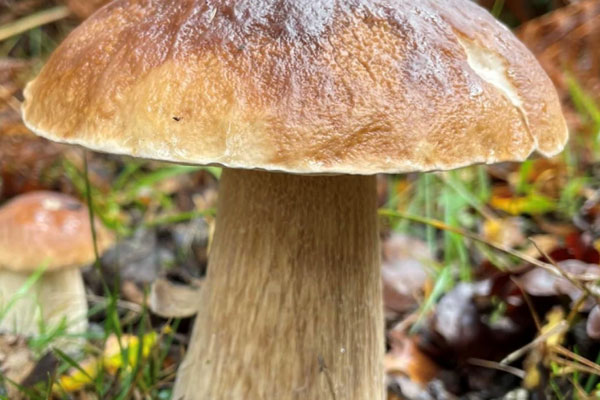 胃出血愈后可以吃牛肝菌嗎，更年期可以吃牛肝菌嗎