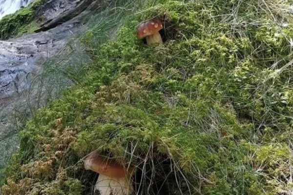 腸炎能吃牛肝菌嗎 腸炎能吃牛肝菌嗎