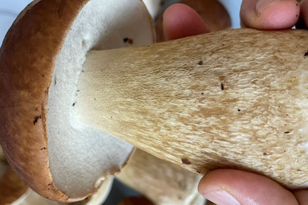牛肝菌的孢子在哪里，胃脹能吃牛肝菌嗎