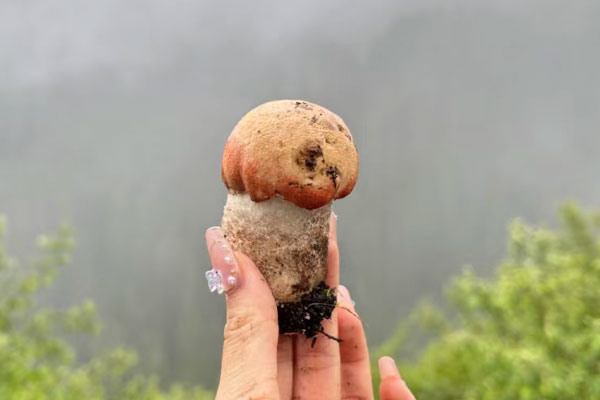 野生牛肝菌容易中毒嗎 野生牛肝菌容易中毒嗎