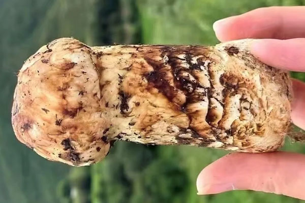松茸是不是大腳菇，松茸是不是越大越好