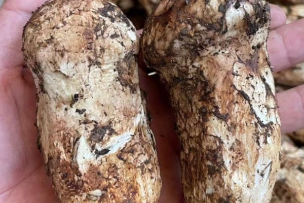 慢性咽炎可以吃松茸嗎 慢性咽炎可以吃松茸嗎