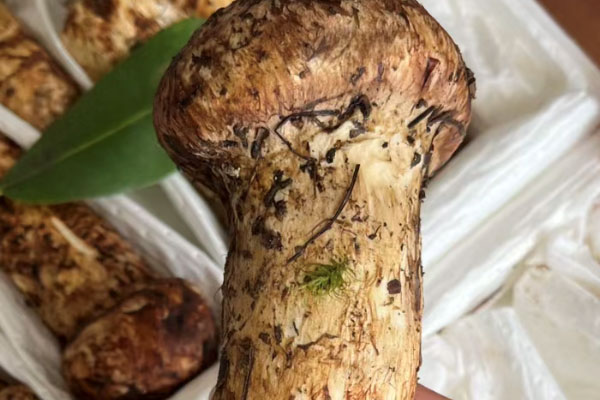 松茸能整個(gè)泡水喝嗎 松茸能整個(gè)泡水喝嗎