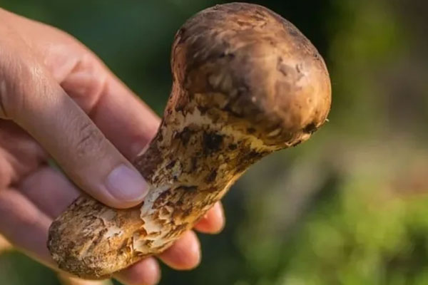 松茸有安神的效果嗎 松茸有安神的效果嗎