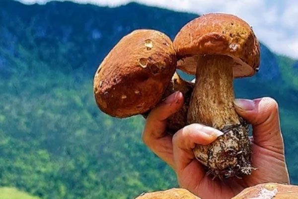 牛肝菌為什么那么貴，牛肝菌為什么叫牛肝