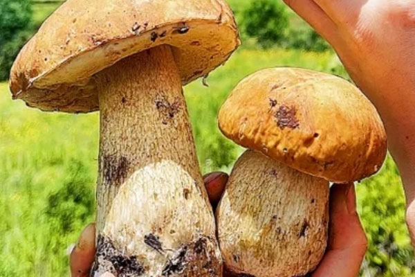 楚雄出產的牛肝菌為什么多 楚雄出產的牛肝菌為什么多