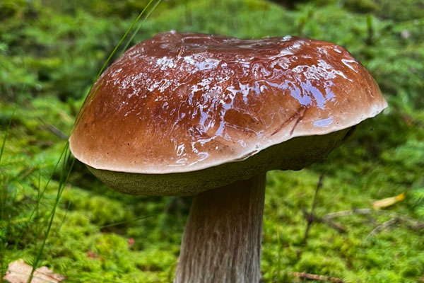 牛肝菌為什么致幻，牛肝菌為什么有點苦
