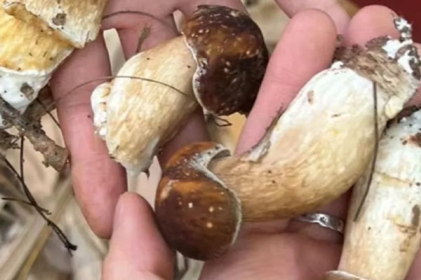 牛肝菌可以增強(qiáng)免疫力嗎，牛肝菌湯用熱水煮還是冷水煮