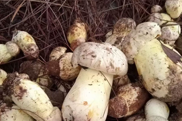 2歲孩子可以吃牛肝菌嗎，傷口結(jié)痂可以吃牛肝菌嗎