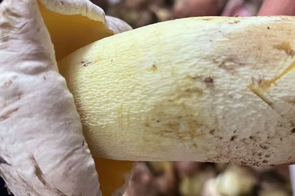 吃牛肝菌會不會身體發(fā)癢 吃牛肝菌會不會身體發(fā)癢